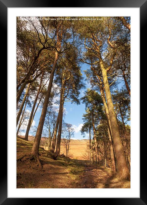 Woodland Path to Stanage Edge Framed Mounted Print by Martyn Williams