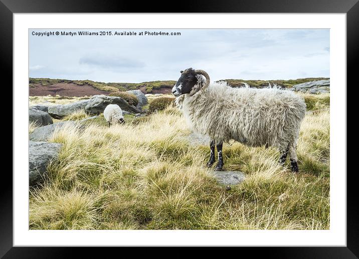 Wild Sheep On Kinder Scout Framed Mounted Print by Martyn Williams