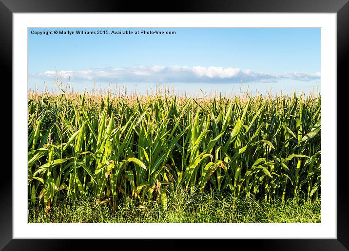 Corn Field In Summer Framed Mounted Print by Martyn Williams