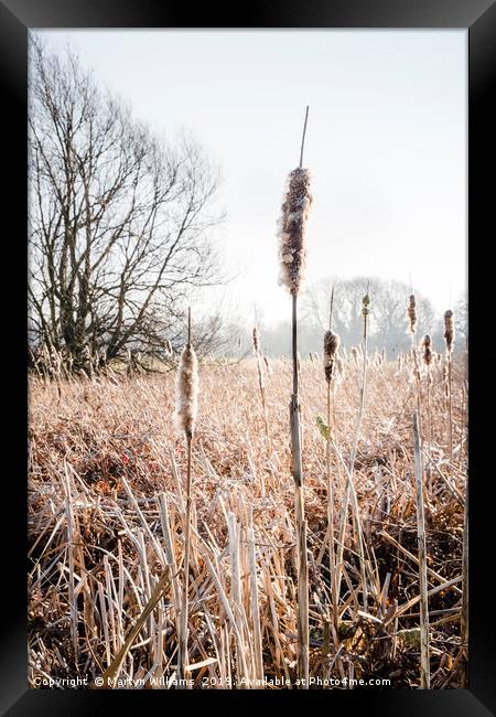 Bulrushes In Winter Sunlight Framed Print by Martyn Williams