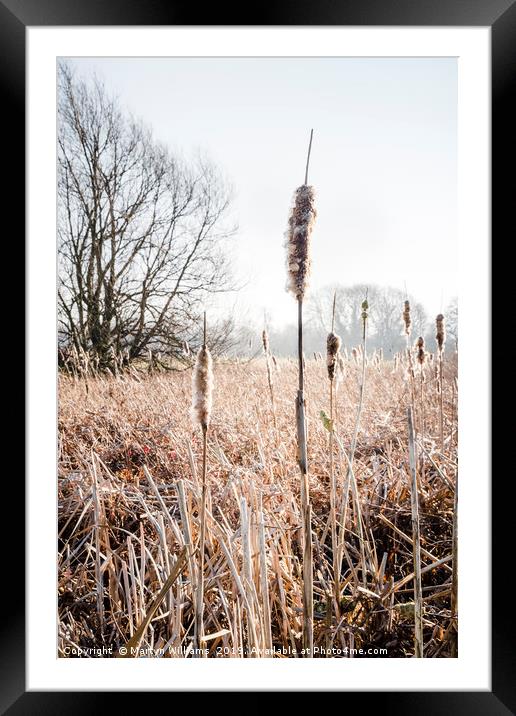 Bulrushes In Winter Sunlight Framed Mounted Print by Martyn Williams