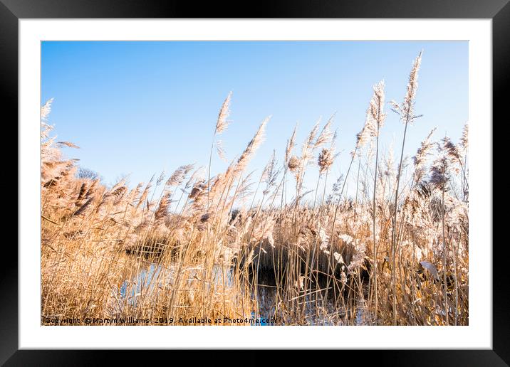 Iremongers Pond Framed Mounted Print by Martyn Williams