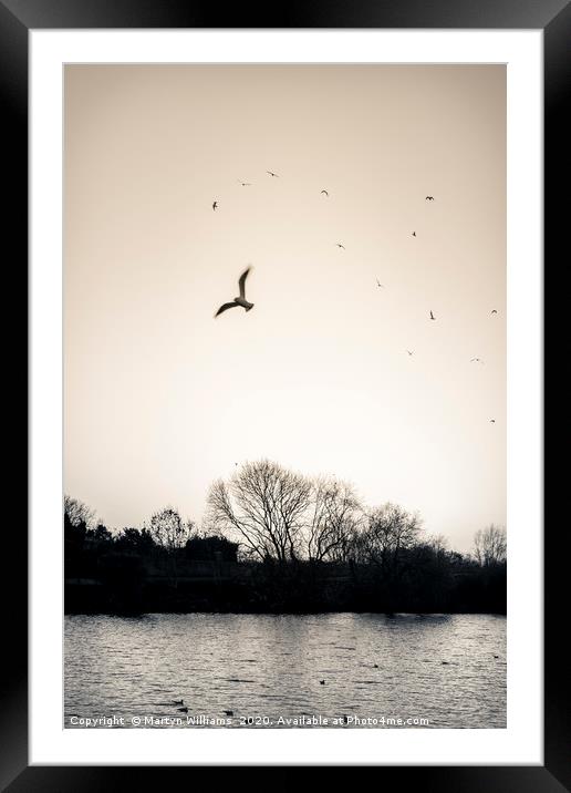 Evening Birds, River Trent Framed Mounted Print by Martyn Williams