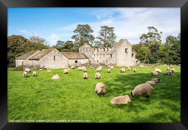 Sheep Grazing, Castleton Framed Print by Martyn Williams
