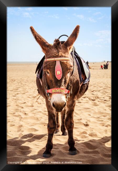 Donkey On The Beach Framed Print by Martyn Williams