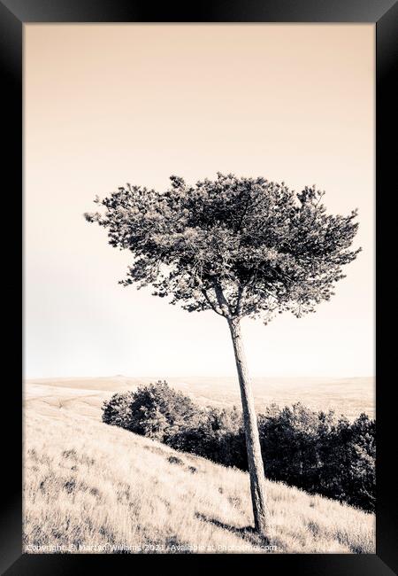 Pine Tree, Peak District Framed Print by Martyn Williams
