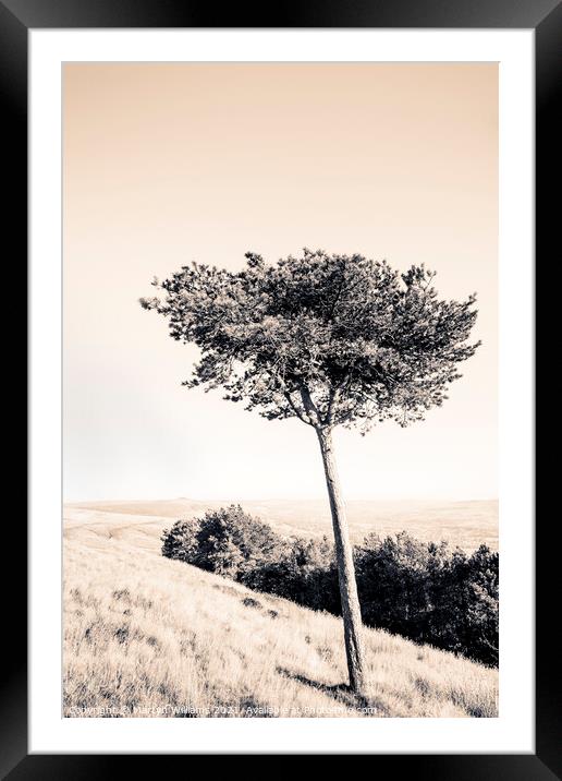 Pine Tree, Peak District Framed Mounted Print by Martyn Williams