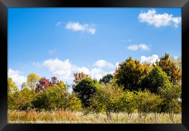 Autumn Trees Framed Print by Martyn Williams