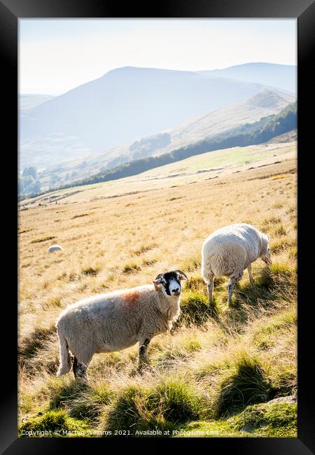 Peak District Sheep Framed Print by Martyn Williams