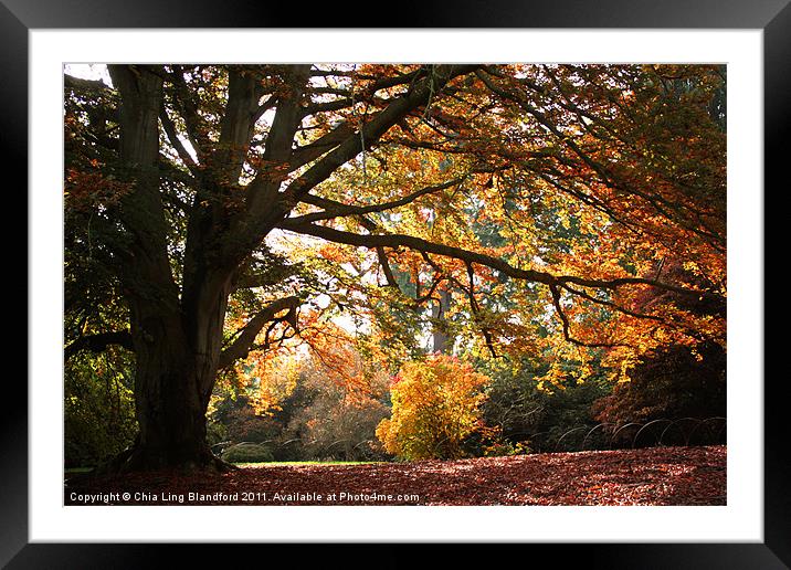 Autumn Beauty Framed Mounted Print by Chia Ling Blandford