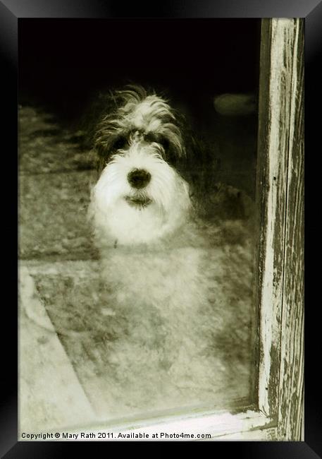 Salty Dog Framed Print by Mary Rath