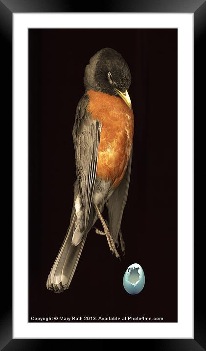 Robin and egg Framed Mounted Print by Mary Rath