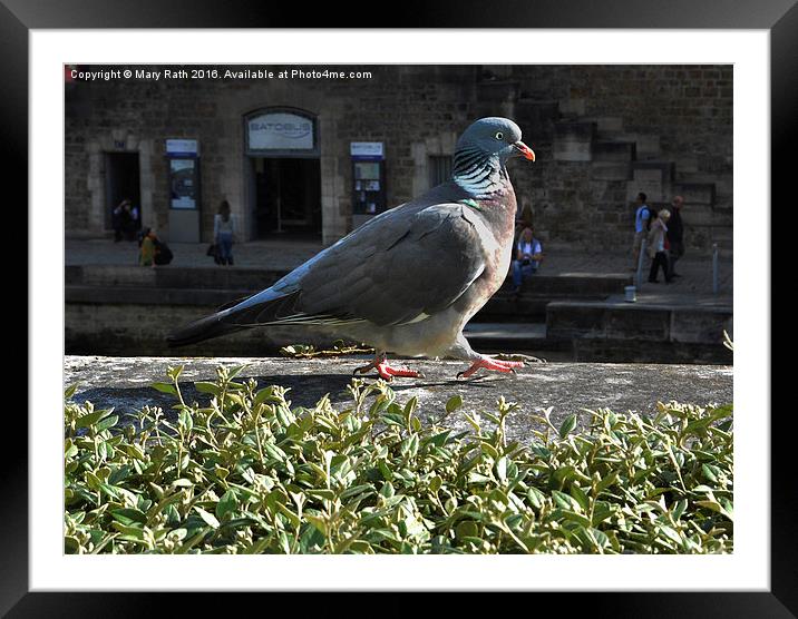  Pigeon Framed Mounted Print by Mary Rath