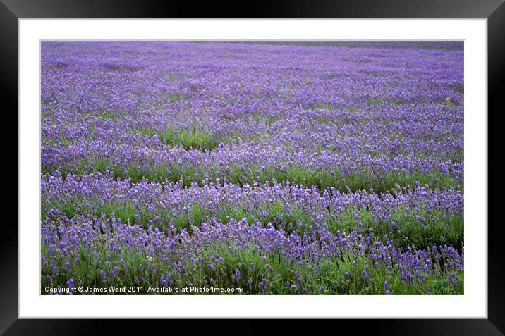 Lavender field 4 Framed Mounted Print by James Ward