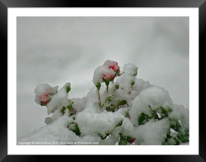 Snow covered berries Framed Mounted Print by James Ward