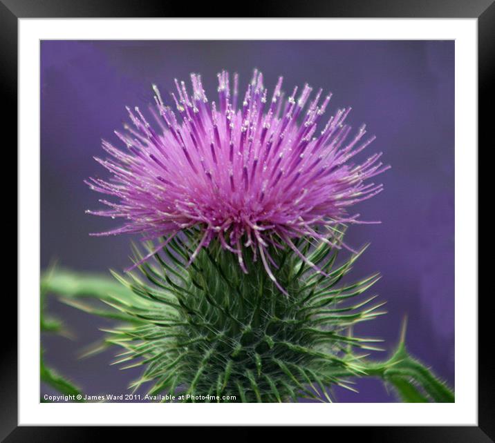 Milk Thistle Framed Mounted Print by James Ward