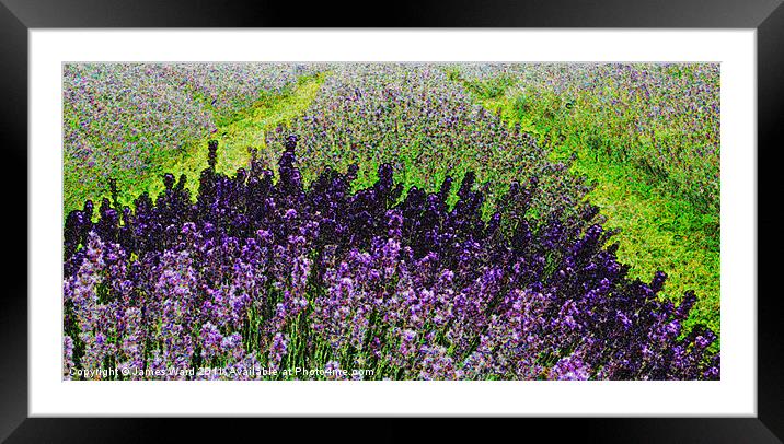 Lavender field Framed Mounted Print by James Ward