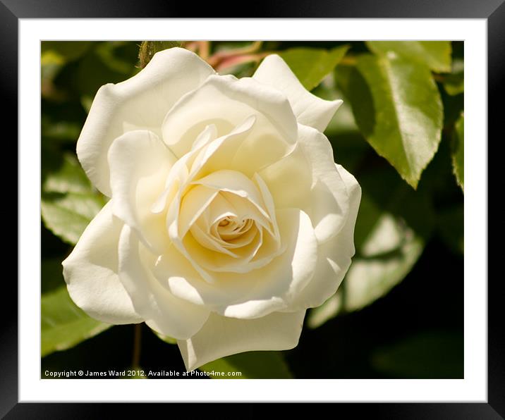 White Rose Framed Mounted Print by James Ward
