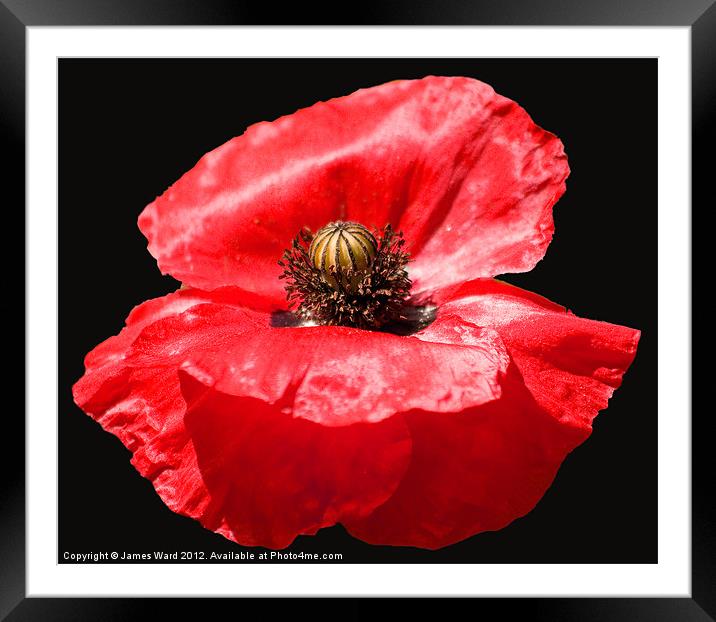 Remembrance Poppy Framed Mounted Print by James Ward