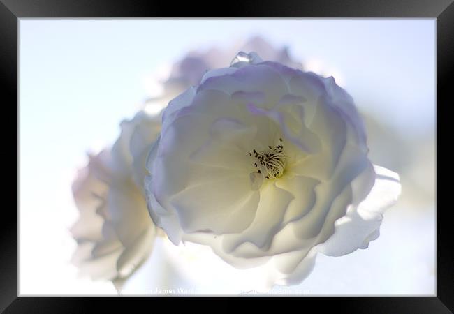 Soft White Rose Framed Print by James Ward