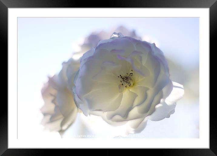 Soft White Rose Framed Mounted Print by James Ward