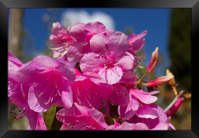 Pink Rhododendron Framed Print by James Ward