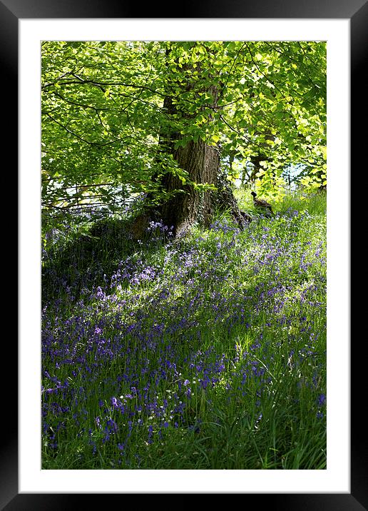 Bluebells in Wales Framed Mounted Print by James Ward
