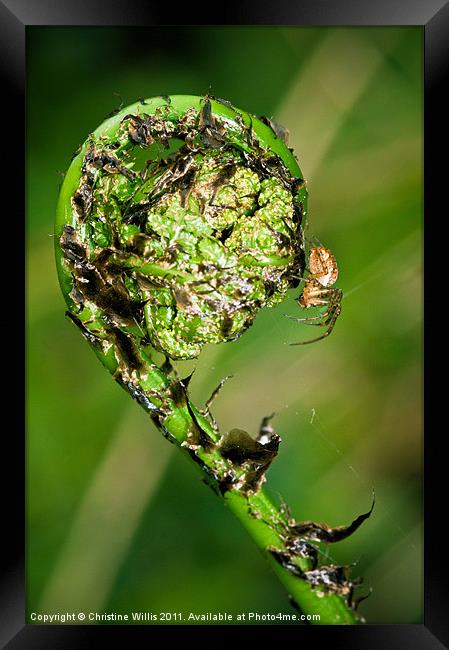 New Beginnings Framed Print by Christine Johnson