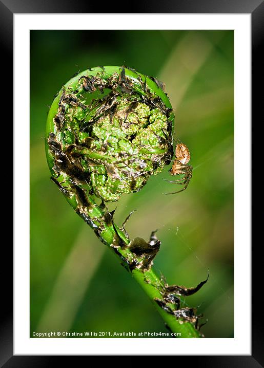 New Beginnings Framed Mounted Print by Christine Johnson