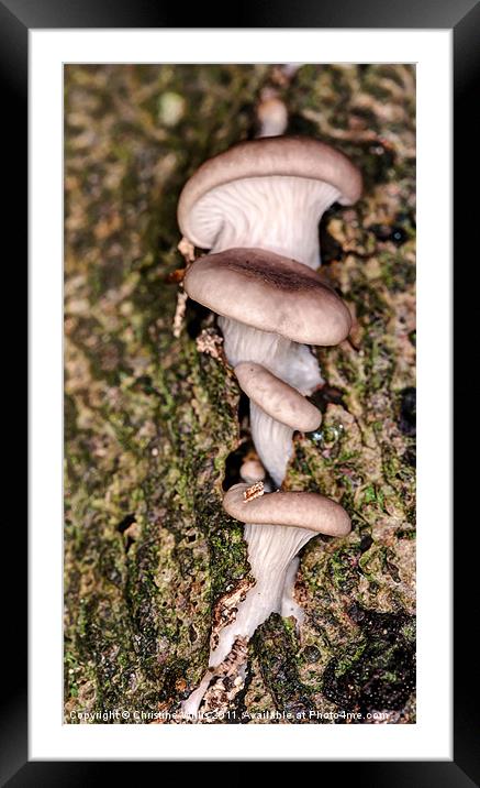 Mushroom Ladder Framed Mounted Print by Christine Johnson
