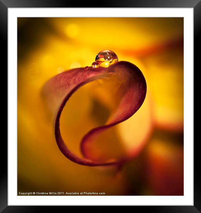 Balancing Bubbles on Begonias Framed Mounted Print by Christine Johnson