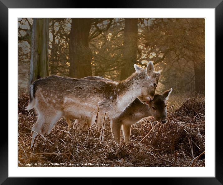 Deer Friends Framed Mounted Print by Christine Johnson
