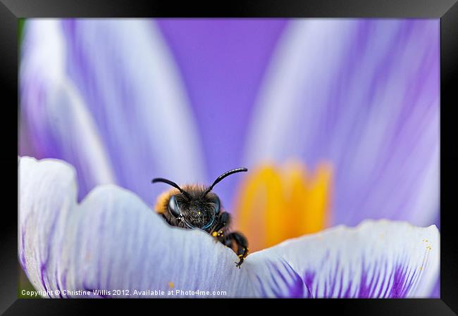 Spring Bee Framed Print by Christine Johnson