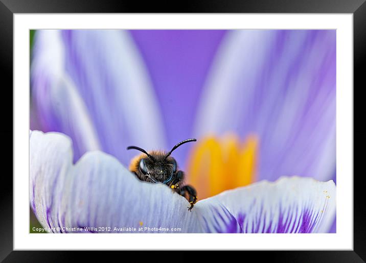 Spring Bee Framed Mounted Print by Christine Johnson