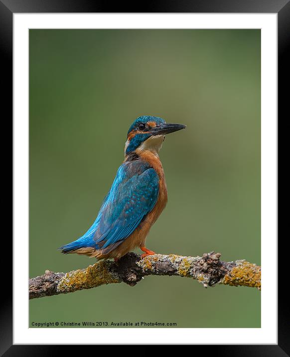 Kingfisher Posing Framed Mounted Print by Christine Johnson