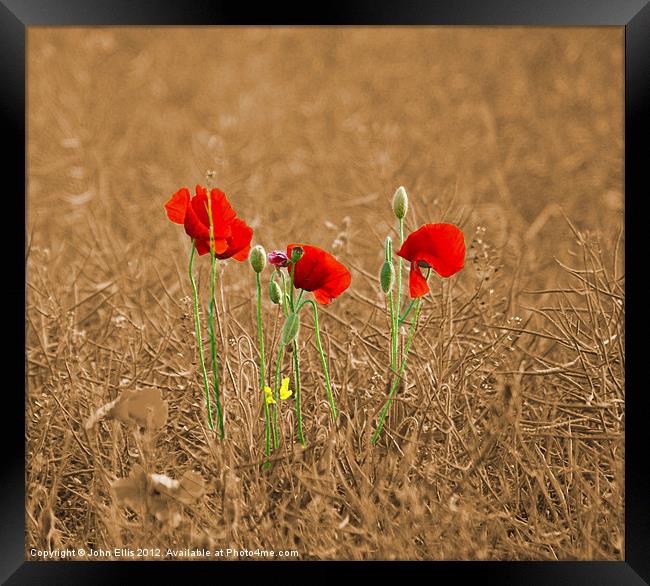 Three Little Poppies Framed Print by John Ellis