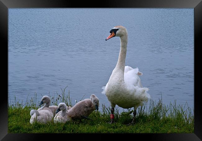 A Proud Mother Framed Print by John Ellis