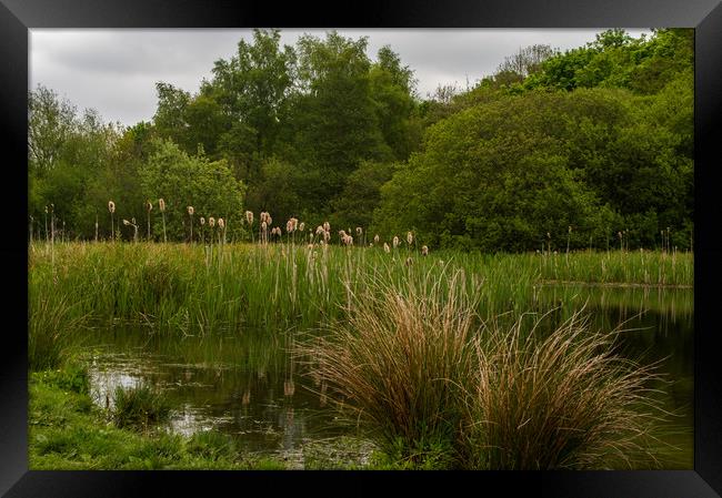 Ryton Willows Nature Reserve Framed Print by John Ellis