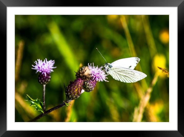 Small White on Thistle Framed Mounted Print by John Ellis