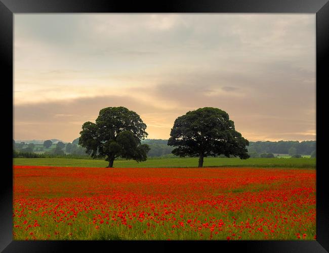 The Poppy Field Framed Print by John Ellis