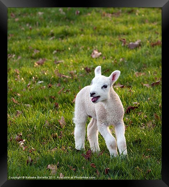 Spring Lamb Framed Print by Natasha Balletta