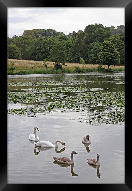 Family of Swans Framed Print by Ashley Ridpath