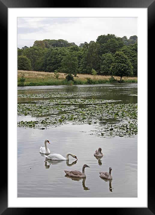Family of Swans Framed Mounted Print by Ashley Ridpath