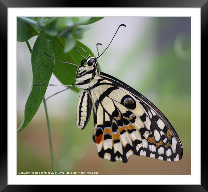 Monarch Butterfly Framed Mounted Print by zoe jenkins