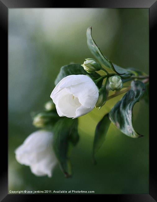 White Blossom Framed Print by zoe jenkins