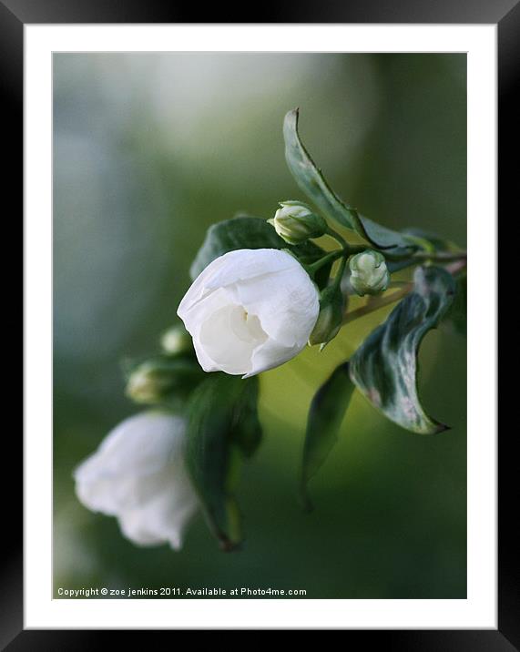 White Blossom Framed Mounted Print by zoe jenkins