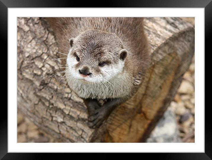 Short Clawed Otter Framed Mounted Print by zoe jenkins