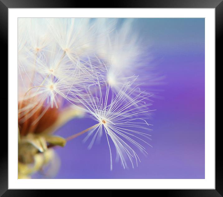 Make a wish Framed Mounted Print by zoe jenkins