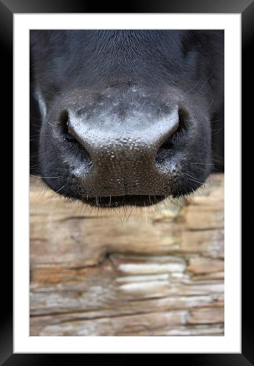 Nosey Cow Framed Mounted Print by zoe jenkins
