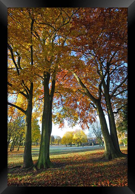Autumn Parkland Framed Print by Stephen Wakefield